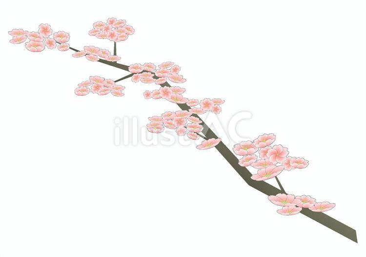 桜の花の枝 桜,花,枝のイラスト素材
