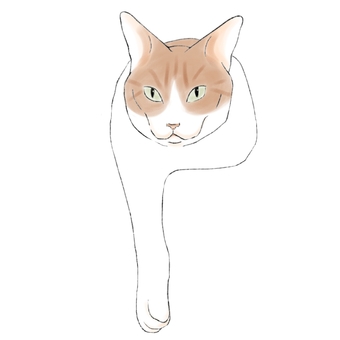 香箱座りで片手だけ出す猫　ハチワレ　三毛 猫,ハチワレ,ネコ,三毛,茶白,cat,香箱座りのイラスト素材