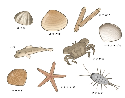 潮干狩り_海の生き物セット 潮干狩り,海,夏,磯,あさり,はまぐり,マテガイ,シオフキガイ,ハゼ,カニのイラスト素材