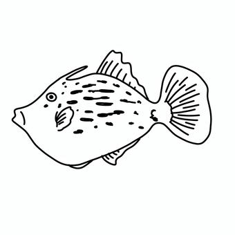 カワハギ 魚,釣り,シンプル,白黒,モノクロ,線画,挿絵,かわいい,カワハギ,ハギのイラスト素材