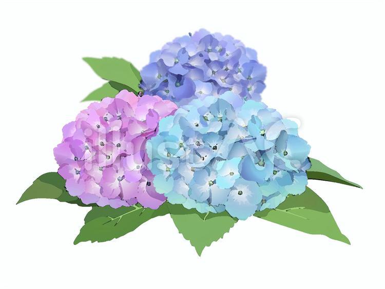 7アジサイ-ブーケ水彩風-線なし アジサイ,紫陽花,ブーケのイラスト素材