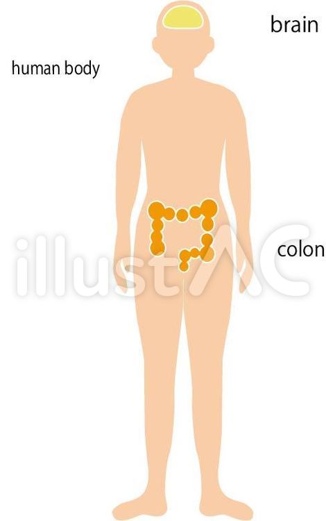 全身　人体　脳　大腸 脳腸相関,相関,健康のイラスト素材