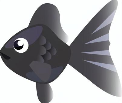 金魚_黒 金魚,黒金魚,出目金,黒出目金,夏,夏祭り,金魚すくい,熱帯魚,魚,水族館のイラスト素材