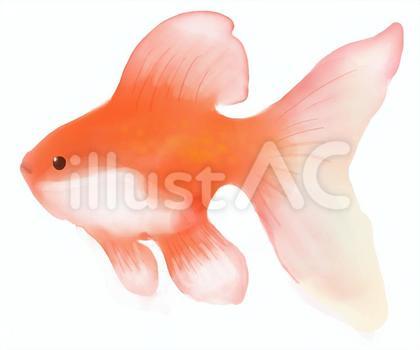 金魚・リョウキン
