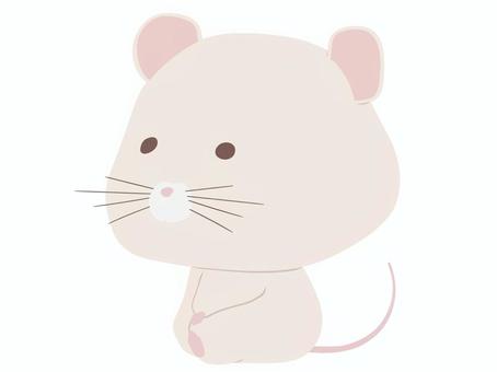 座っている白いねずみ