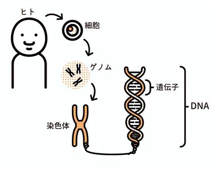 遺伝子とDNA図解 遺伝子とDNA図解 遺伝子,dna,細胞,ゲノム,染色体,ヒト,図解のイラスト素材