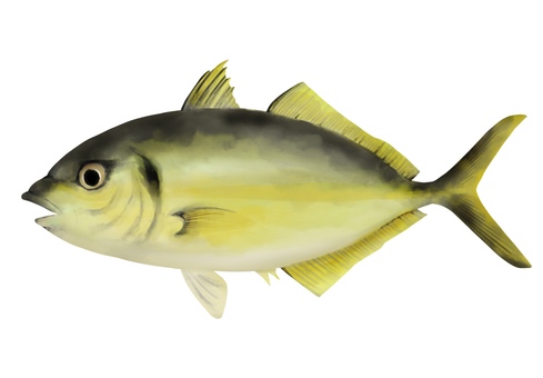 シマアジの手描きイラスト シマアジ,寿司,魚,食べ物,魚釣り,新鮮,海,鮮魚,魚介類,手描きのイラスト素材