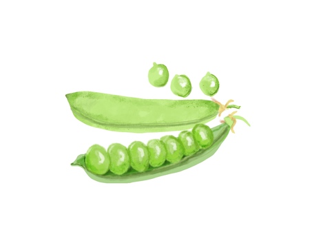 実エンドウ エンドウ豆,グリーンピース,豆,リアル,手描きのイラスト素材