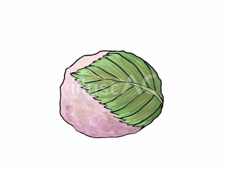 さくらもち 桜餅,春,もち米のイラスト素材