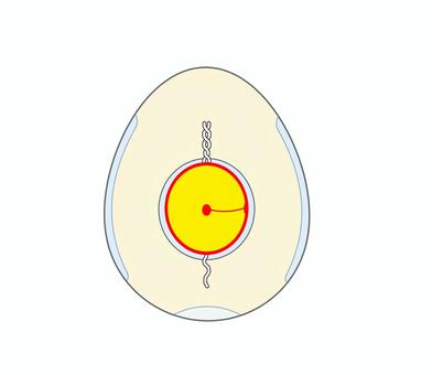 卵の構造1_文字なし 卵,構造,解説,図解,パーツ,卵黄,卵白,カラザ,食品のイラスト素材
