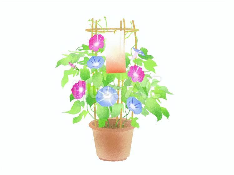 あさがお/植木鉢 あさがお,朝顔,花のイラスト素材