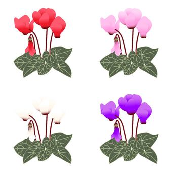 Cyclamen Set, JPG and PNG Cyclamen Set, , JPG and PNG