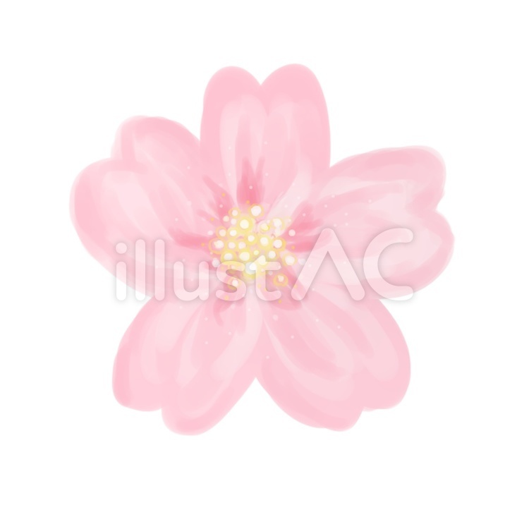 桜　水彩風 桜,春,水彩のイラスト素材
