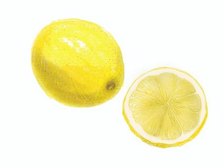 レモン　輪切りのレモン レモン,輪切り,食べ物,料理,果物,収穫のイラスト素材