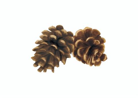 松ぼっくりの水彩風 松ぼっくり,木の実,ナチュラル,ボタニカル,水彩風,手描きのイラスト素材