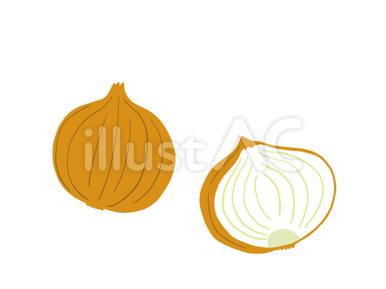 皮付きの玉ねぎと断面　ベクター たまねぎ,玉ねぎ,野菜のイラスト素材