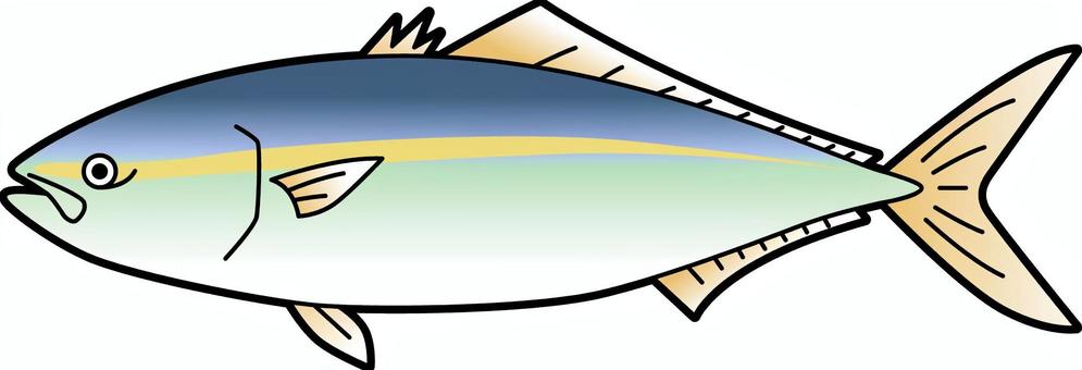 插圖, 插圖, 小鰤金槍魚, 海鮮, 新鮮的魚,