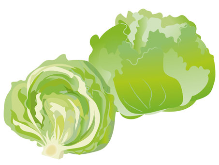 新鮮なレタス レタス,野菜,新鮮,採れたて,サラダ,グリーンのイラスト素材