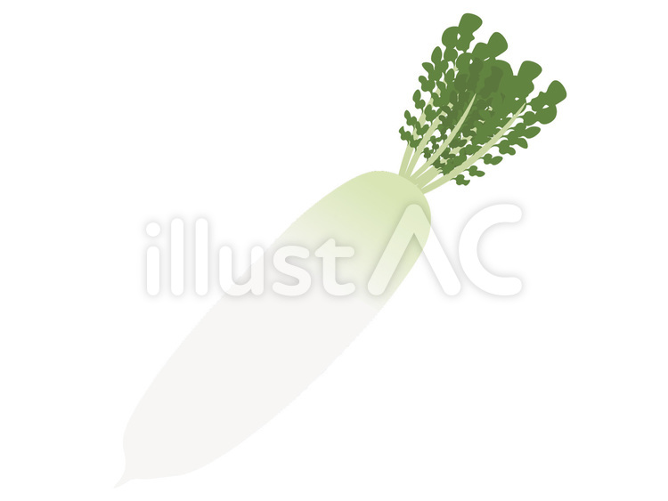大根　野菜 大根,ダイコン,ラディシュのイラスト素材