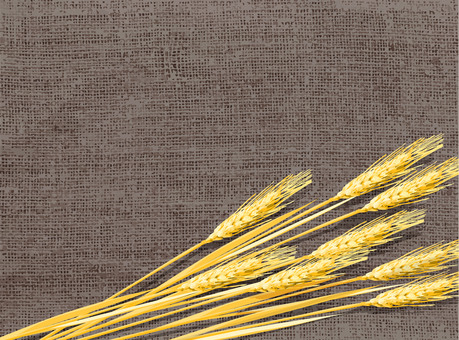 黄金色の麦穂と麻布の背景4　018 麦穂,黄金色,リアル,ナチュラル,お洒落,自然,植物,大人っぽい,枠,背景のイラスト素材