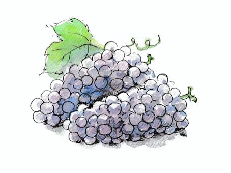 ペンで描いた葡萄　デラウェア 葡萄,デラウェア,果物,食べ物,夏,7月,8月,9月,紫色,葉のイラスト素材