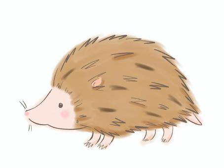 ハリネズミ 動物,ハリネズミ,ペット,エキゾチックアニマル,トゲ,ハリ,ペットショップ,動物園,手描き,カラーのイラスト素材