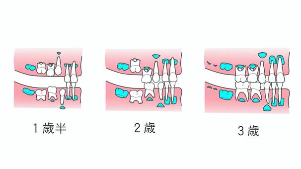 生え変わり_1歳半～3歳 生え変わり,歯,歯科,乳歯,永久歯,萌出,1歳半,2歳,3歳のイラスト素材