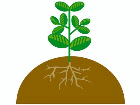 植物と地中の根っこ 植物と地中の根っこ 植物,根,地中,自然,土,葉,茎のイラスト素材