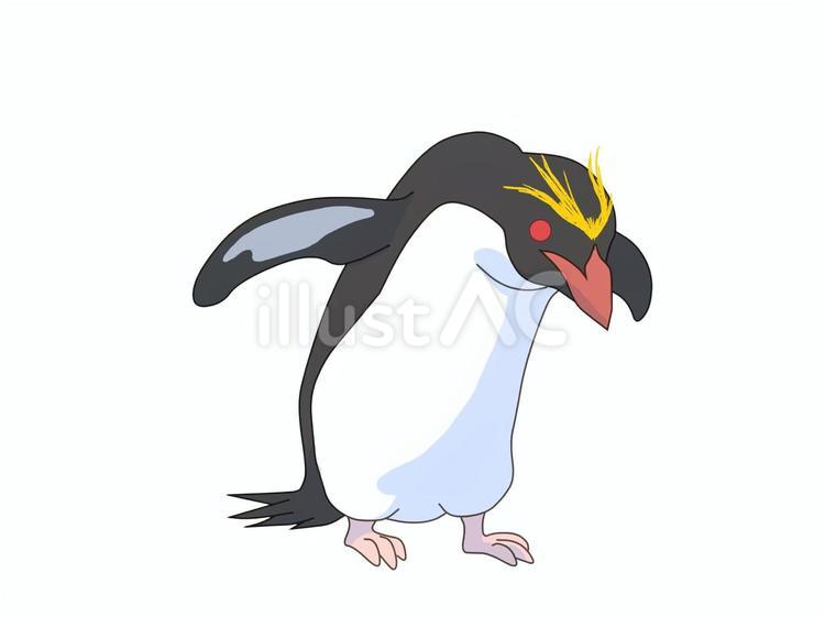 マカロニペンギン（覗き込む） ペンギン,動物,鳥のイラスト素材