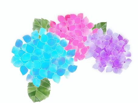 hydrangea, flower, birth flowers of june 29, JPG and PNG