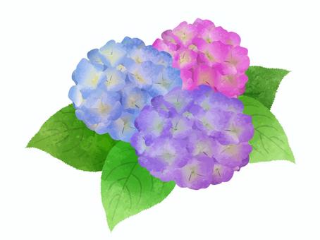 Illustration, hydrangea, flower, purple, 