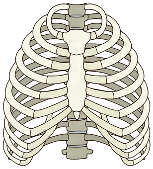 肋骨の前方のイラスト 肋骨,あばら骨,骨,胸骨,胸部,剣状突起,肋軟骨,肋骨弓,背骨,胸椎のイラスト素材