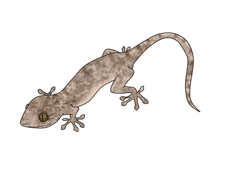 ニホンヤモリ ヤモリ,ニホンヤモリ,爬虫類,レプタイル,生き物,野生,ペット,イラスト,素材,フリー素材のイラスト素材