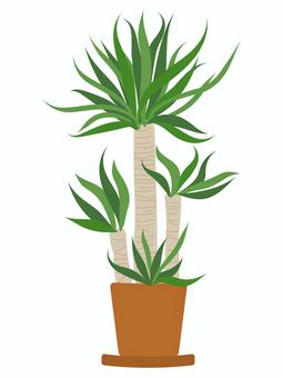 鉢植えのユッカ ユッカ,観葉植物,鉢植え,樹木,園芸,鉢,木,葉っぱ,幹,お洒落のイラスト素材