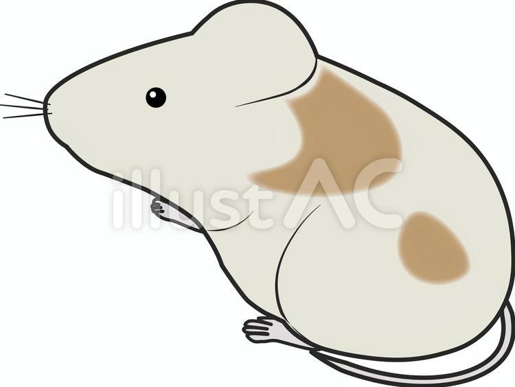 マウス　実験　キメラマウス キメラ,黒線,まだら模様のイラスト素材