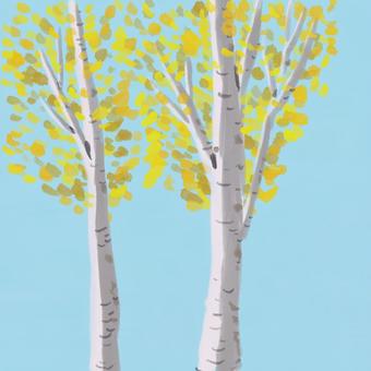 白樺の森 白樺,森,自然,樹木,樺の木のイラスト素材