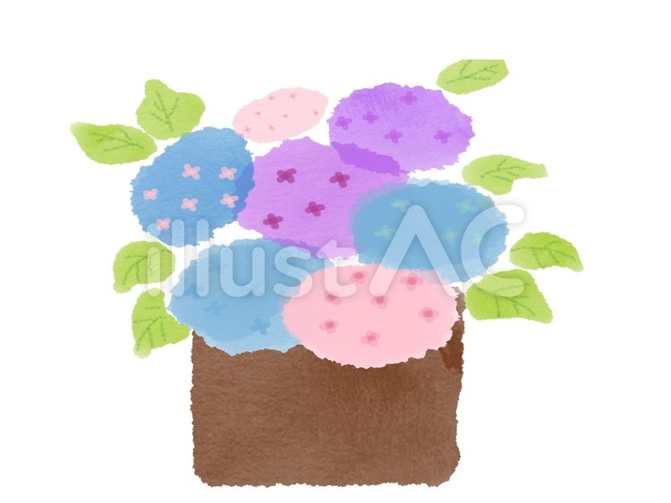 紫陽花（植木鉢） 植物,紫陽花,植木鉢のイラスト素材