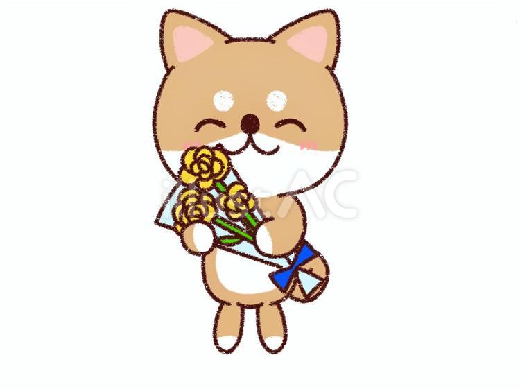 花束を持つ柴犬 犬,柴犬,豆柴のイラスト素材