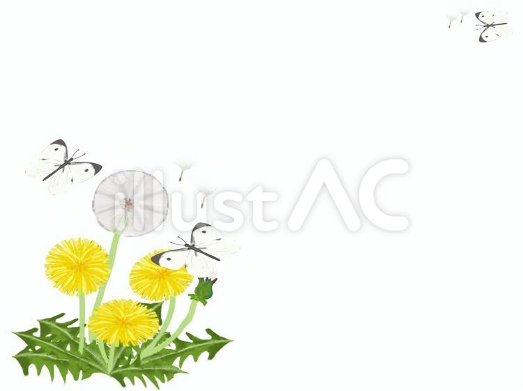 蒲公英と紋白蝶の手描き無料イラスト 花,蒲公英,タンポポのイラスト素材