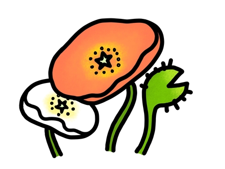 ポピーの手描きイラスト ポピー,花,植物,素材,手描き,挿絵,花びら,オレンジ,ホワイト,春のイラスト素材