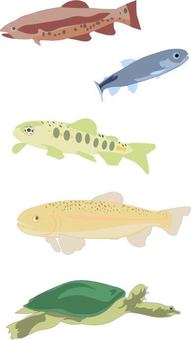 Illustration, chuan fish, fish, natural, JPG, PNG and AI