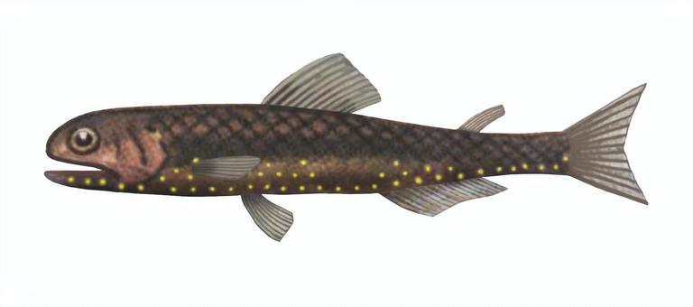 ハダカイワシ ハダカイワシ,魚,魚類,イワシ,海水魚,深海魚,海魚,光る,発光,イルミネーションのイラスト素材