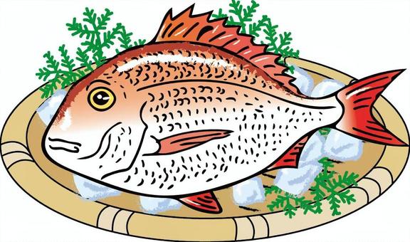 真鯛 真鯛,ざる,氷,食材,食べ物,魚のイラスト素材