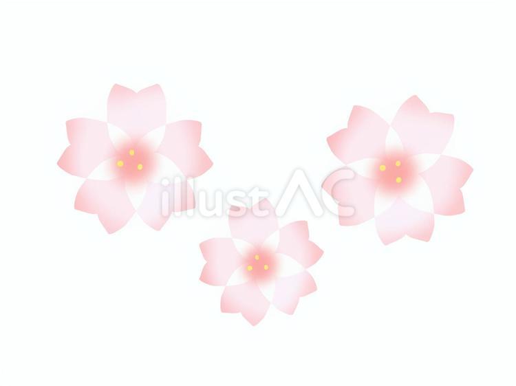 桜３連 桜,花,植物のイラスト素材