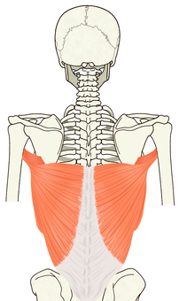 広背筋 広背筋,背筋,筋肉,大円筋,胸腰筋膜,背骨,頚椎,脊柱,脊椎,身体のイラスト素材