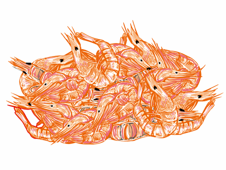 美味しそうな干しエビ 美味しそうな干しエビ エビ,アジア,旨味,美味しい,海老,乾燥,日干し,タンパク質,カルシウムのイラスト素材