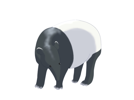 マレーバク（立ち姿・主線なし） マレーバク,動物,白,黒,ツートンカラー,立ち姿,主線なしのイラスト素材