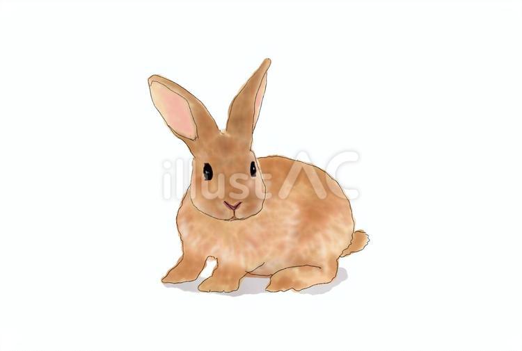 ウサギのイラスト ウサギ,動物,ペットのイラスト素材