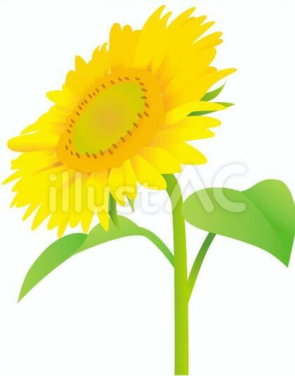 ひまわりの花1