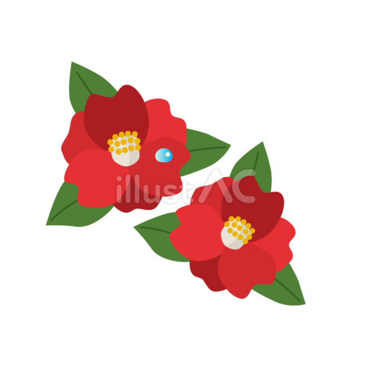 椿の花 つばき,ピンク,1月のイラスト素材